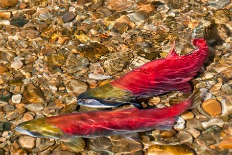 Matanuska Susitna Basin Salmon Habitat Partnership | National Fish Habitat Partnership