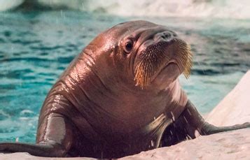 All About the Walrus - Behavior | United Parks & Resorts