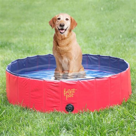 Choosing the Best Dog Swimming Pool for Every Budget & Backyard - DogVills