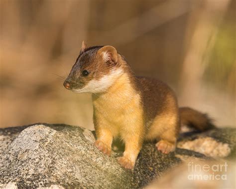 Long Tailed Weasel Hunting Photograph by Dennis Hammer - Fine Art America