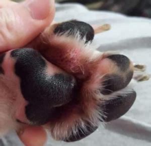 How to Fix Swollen Paws in Dogs (Causes & Remedies) – Petstreat.org