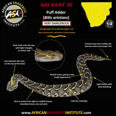 Puff Adder - African Snakebite Institute