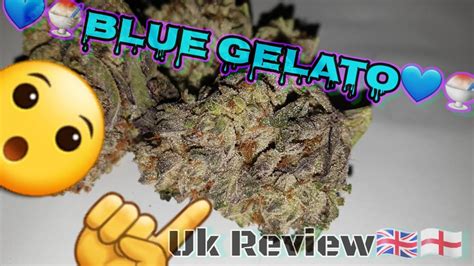 💙Blue Gelato💙 UK strain review 2020 #epicflavours #omg #cannabis - YouTube