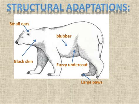 PPT - Structural and Behavioral Adaptations Of the Polar Bear PowerPoint Presentation - ID:2508849