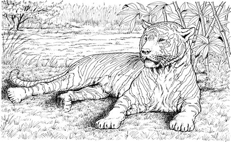 tiger-2.gif (3008×1859) | Zoo animal coloring pages, Animal coloring books, Animal coloring pages