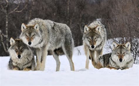 Pack of wolves - Wolves Photo (37003457) - Fanpop