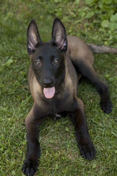 Dark Belgian Malinois