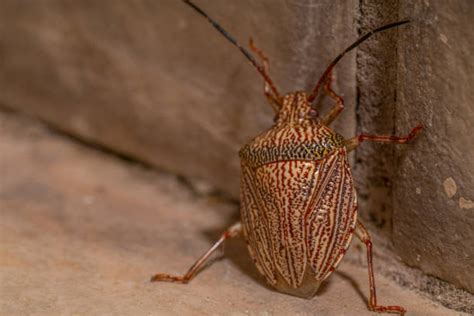 Stink Bug Repellent Stock Photos, Pictures & Royalty-Free Images - iStock