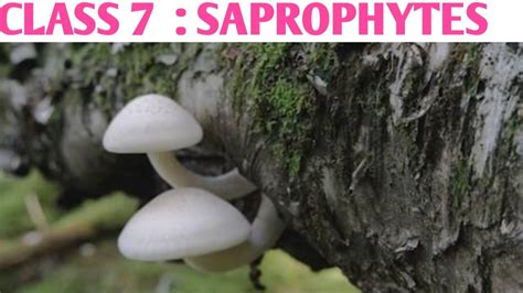 Saprophytes class 7 in hindi | How saprophytes derive their nutrition ...