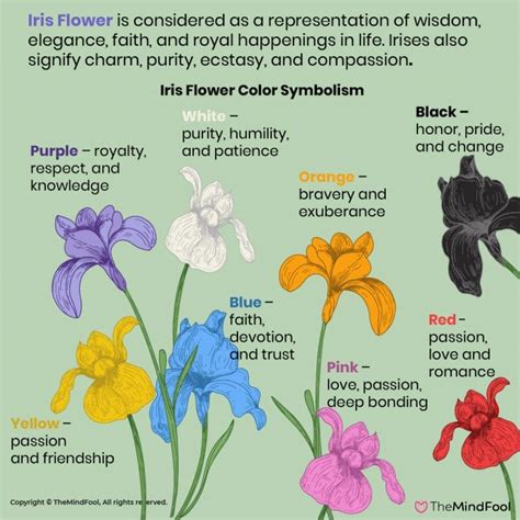 A Complete Guide to Iris Flower Meaning and Symbolism | TheMindFool