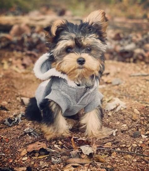 120 male yorkie names – Artofit