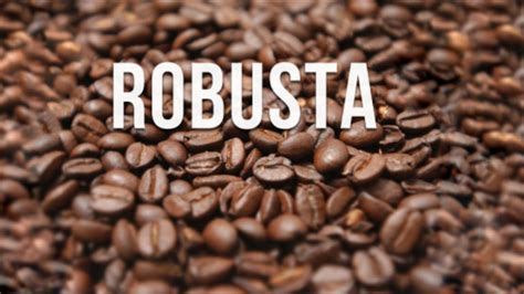 Cà phê Robusta là gì và những điều cần biết