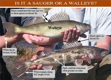 walleye/sauger-ID