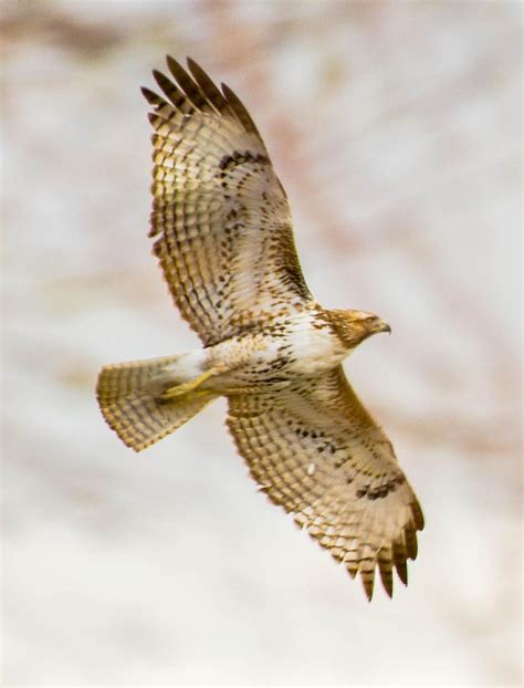 Soaring Red Tail Hawk in Flight Photograph by Michael Moriarty - Pixels