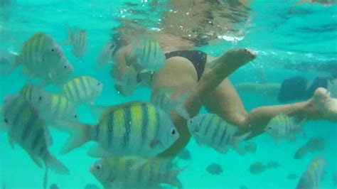 Best snorkeling in St. Thomas at Coki Beach - YouTube