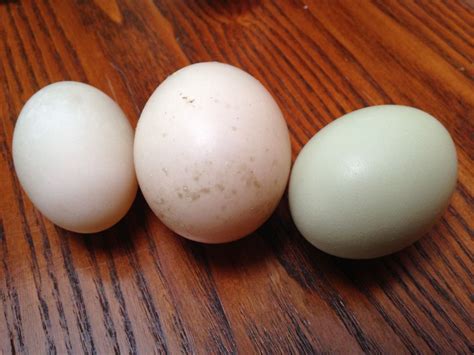 For fun, comparison of Muscovy and Call duck egg | BackYard Chickens