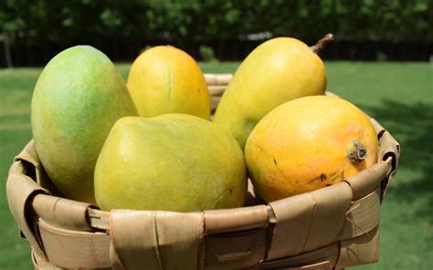 Pakistani Mango Festival Dubai: Time, Location, Events & More - MyBayut