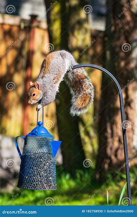 Squirrel Caught Eating Bird Seed Stock Photo - Image of outdoors, claws: 182758930