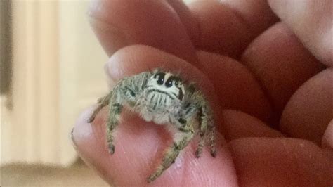 AMAZING Jumping Spiders Types You Can Get As Pets, 57% OFF