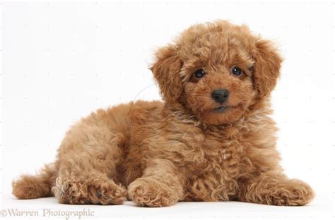 Toy Poodle Puppies Brown