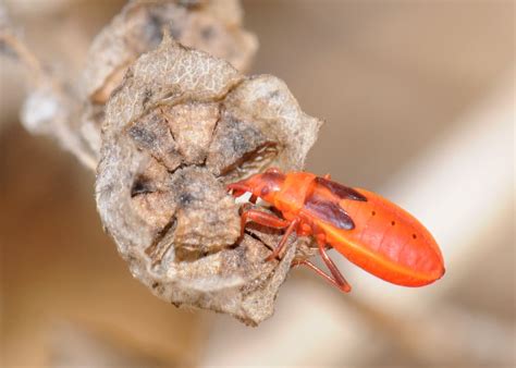 Red Bug | Center for Invasive Species Research