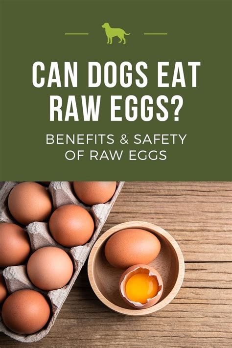 Can Dogs Eat Raw Eggs? Benefits & Safety of Raw Eggs for dogs | Raw dog ...