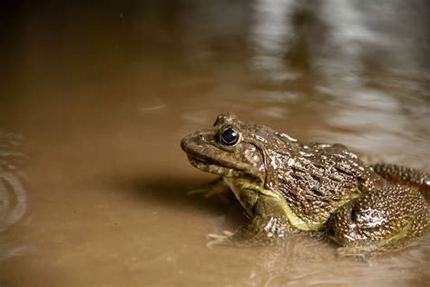 Uma rã comum encontra-se na água em uma lagoa durante o acasalamento na primavera. | Foto Grátis