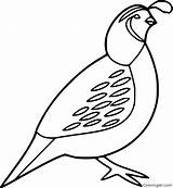 Quail Coloring Pages 21 Free Printables  ColoringAll sketch template