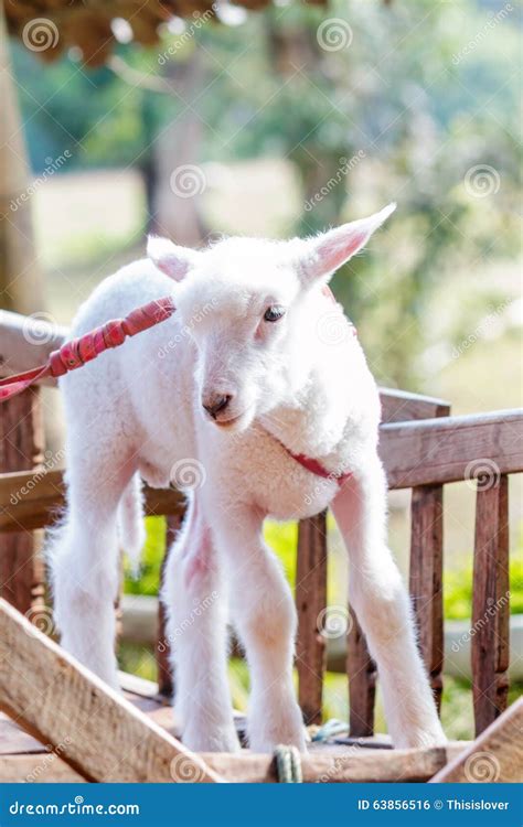 White lamb stock photo. Image of outdoors, seasonal, looking - 63856516