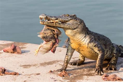 Lion vs Crocodile: Who Would Win in a Fight? - A-Z Animals