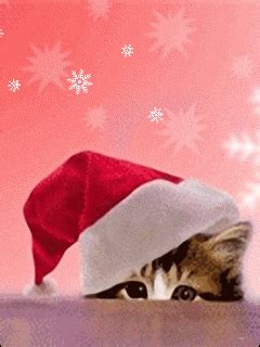 Santa cat GIF - Download & Share on PHONEKY