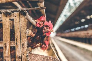 Chickens in the cage on chicken farm. Chicken eggs farm. | Flickr