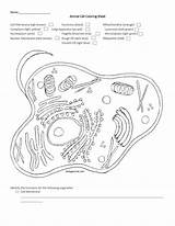 Cell Membrane Diagrams Coloring Pages sketch template
