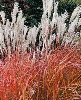 Fire Dragon | Guide | Grass | Perennial | – mygardenchannel