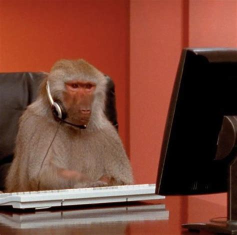 Stock footage of baboons at work prompts perfect memes | Gambar lucu ...