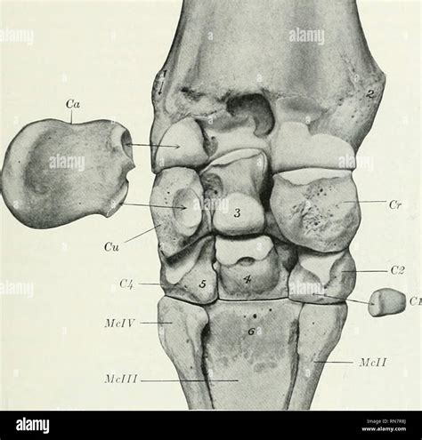 Carpal Bone Anatomy - Anatomy Reading Source