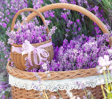 Top 99+ Pictures Pictures Of Baskets Of Flowers Full HD, 2k, 4k
