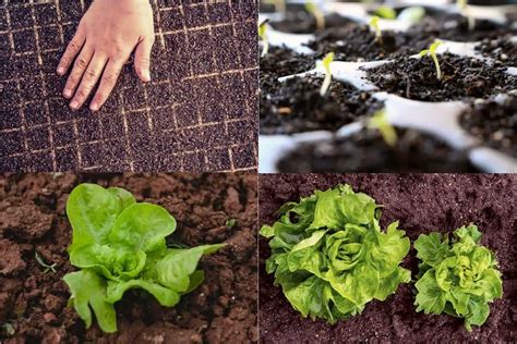 Lettuce Growing Stages – Step by Step Guide - Gardening Dream