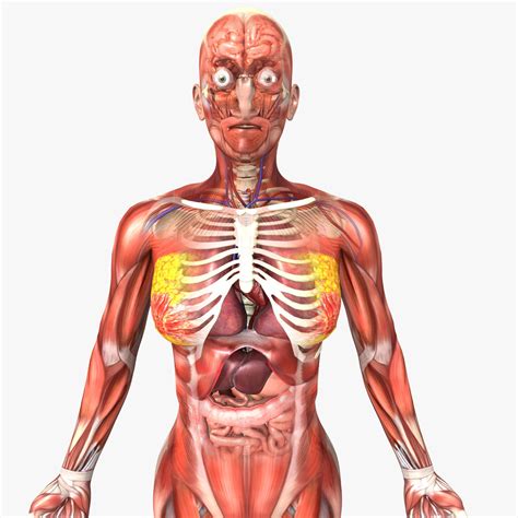 Human Female Anatomy Diagram - Human Female External Anatomy | Bodbocwasuon