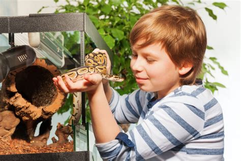 What to Know about Having Reptiles for Pets