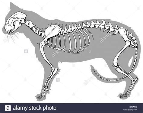 Cat Skeleton Drawing at GetDrawings | Free download