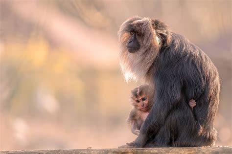 Download Baby Animal Primate Monkey Animal Macaque HD Wallpaper