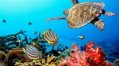 Beautiful Nature Coral Reef life - Sea Turtle, Shark, - Sleep and Relax ...