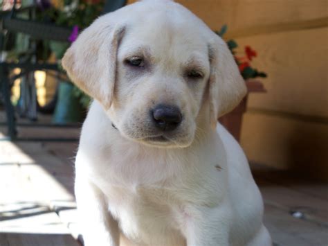 Yellow lab pup | Labrador retriever puppies, Lab puppies, Dog lovers