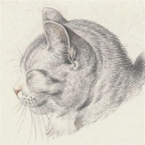 How To Draw A Cat Head Realistic - pic-smidgen