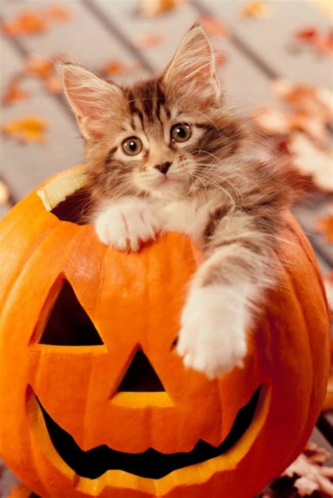 Download Halloween Cat Pictures Cute | Wallpapers.com