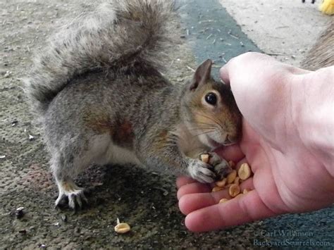 All Archives - Backyard Squirrels .com | Squirrel pictures, Cute ...