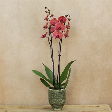 Red Asian Phalaenopsis Orchid For Sale – Nova Blooms UK