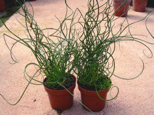 Corkscrew Rush Curly Wurly Juncus effusus spiralis - 25 Seeds | Inside plants, Plants, Unusual ...