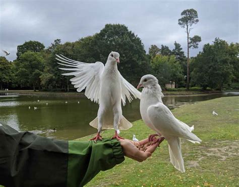 A family visit to Claremont Gardens, Surrey - Chimptrips